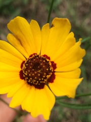 Coreopsis tinctoria tinctoria