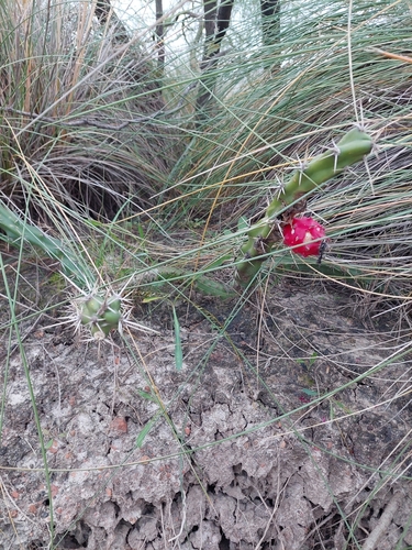 Harrisia regelii