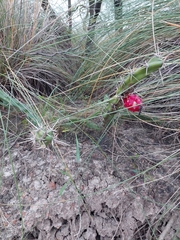 Harrisia regelii