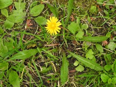 Taraxacum palustre