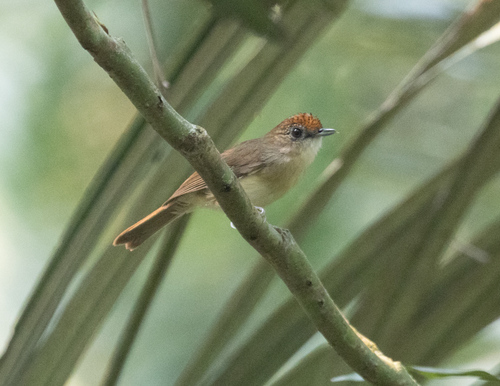 Scaly-crowned Babbler (Malacopteron cinereum), photo 6