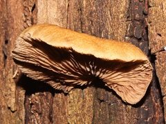 Crepidotus eucalyptorum