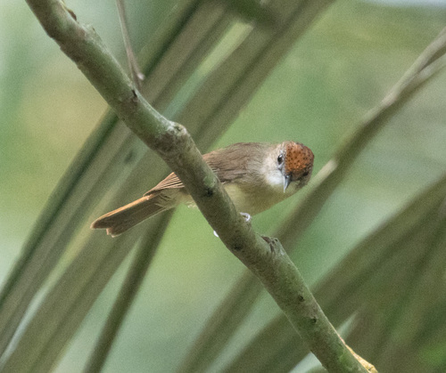 Scaly-crowned Babbler (Malacopteron cinereum), photo 4