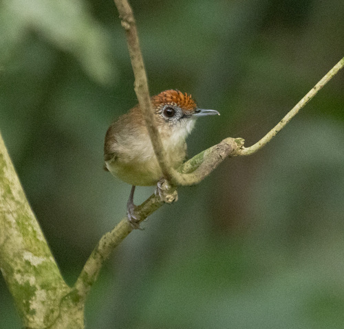 Scaly-crowned Babbler (Malacopteron cinereum), photo 8