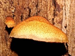 Crepidotus eucalyptorum