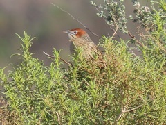 Sphenoeacus afer afer