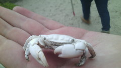 Pachygrapsus
