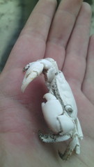 Pachygrapsus