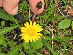 Taraxacum palustre