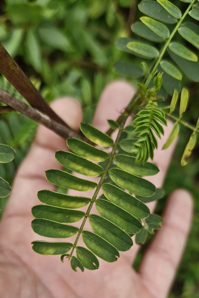 Sesbania exasperata Kunth
