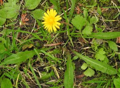 Taraxacum palustre