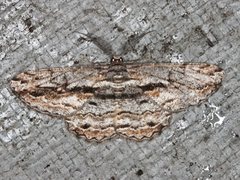 Scioglyptis chionomera