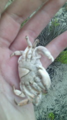 Pachygrapsus