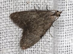 Nola pleurosema