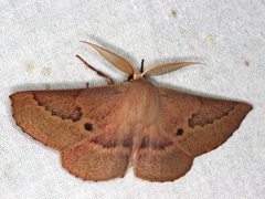 Monoctenia falernaria