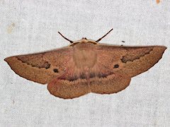 Monoctenia falernaria