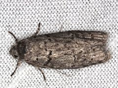 Ericrypsina chorodoxa