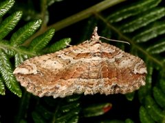 Chrysolarentia leucophanes