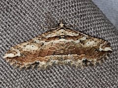 Chrysolarentia leucophanes