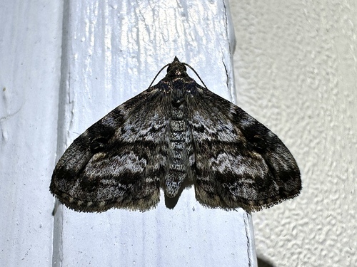Gold-lined Melanomma Moth photo 4