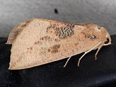 Mnesampela heliochrysa