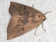 Mnesampela heliochrysa