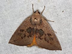 Mnesampela heliochrysa