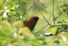Pterorhinus poecilorhynchus