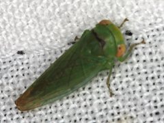Rosopaella leurensis