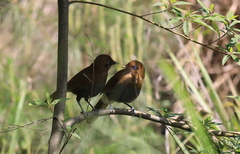 Pterorhinus poecilorhynchus