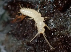 Nicoletiidae
