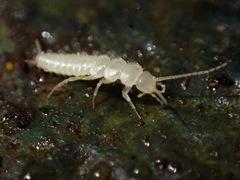 Nicoletiidae