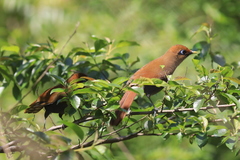 Pterorhinus poecilorhynchus