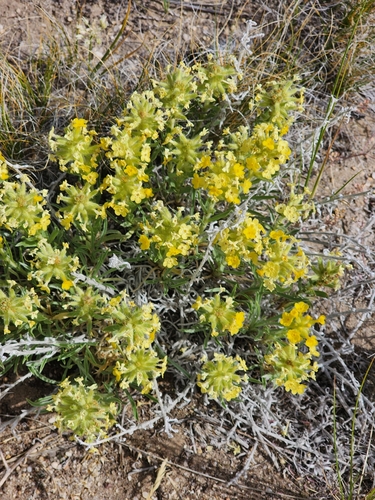 Image of Oreocarya flava by (c) Jennie Lawrence, some rights reserved (CC BY)