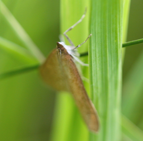 Crambidae