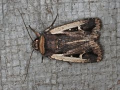 Proteuxoa tortisigna