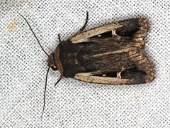 Proteuxoa tortisigna