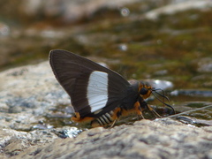 Coeliades forestan forestan