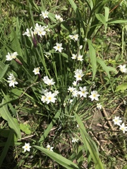 Sisyrinchium albidum