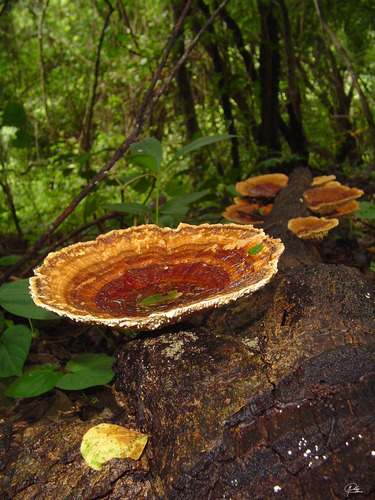 Trametes tenuis