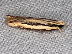 Ardozyga chionoprora