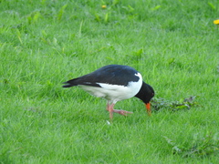 Haematopus ostralegus