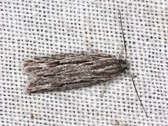 Leistarcha scitissimella