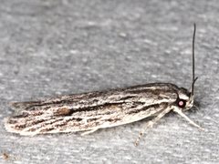 Leistarcha scitissimella