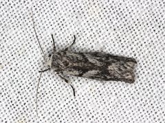 Lichenaula onychotypa