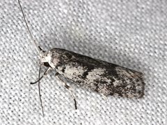 Lichenaula onychotypa