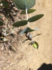 Paropsisterna m-fuscum