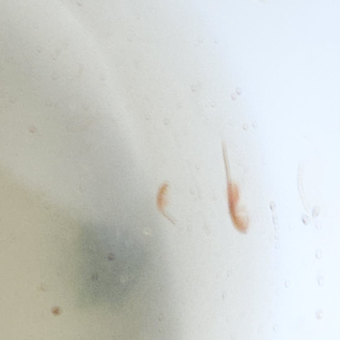 Artemia monica Verrill, 1869