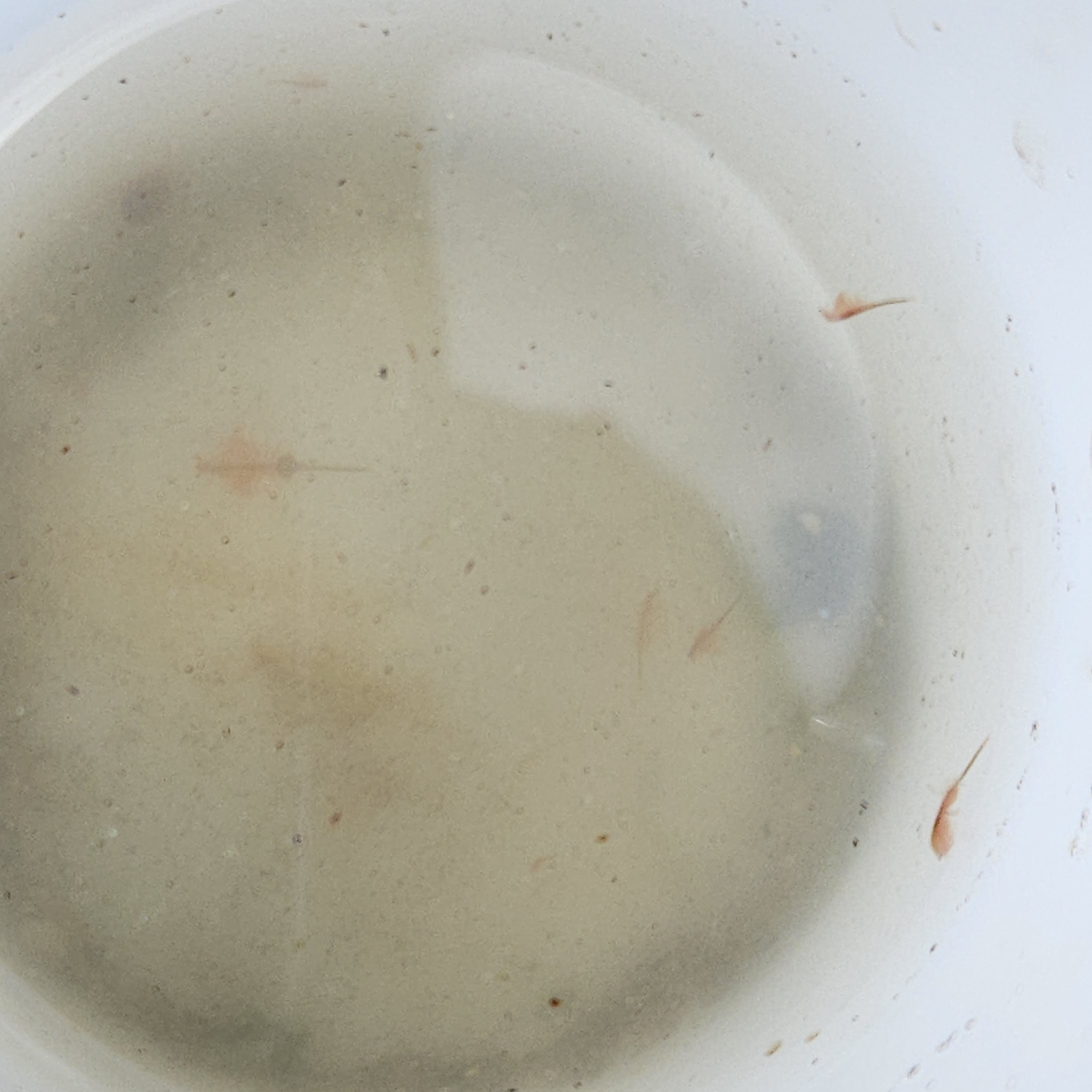 Artemia monica Verrill, 1869