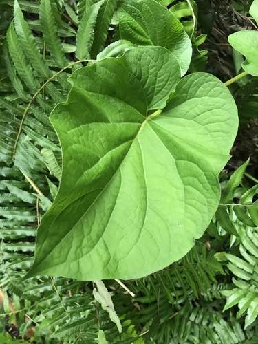 Piper auritum observed 2021-08-17